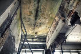 Forensic Mold Investigation in Granite Shoals, TX